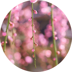 春の花の丸いイメージ